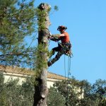 Que faut-il savoir sur l'étêtage d'un arbre ?