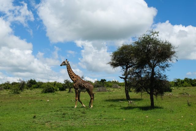 Infos à prendre en compte pour expérimenter un safari exceptionnel au Kenya