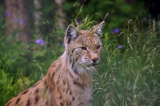 Lynx des forêts