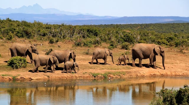 éléphants du Sri Lanka