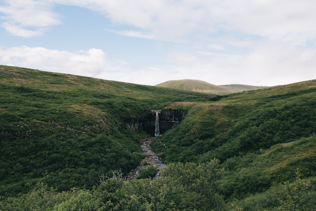 beauté sauvage