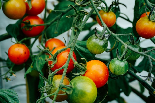 Culture de tomate