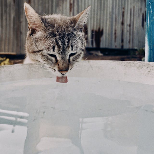 Fontaine à eau pour chat