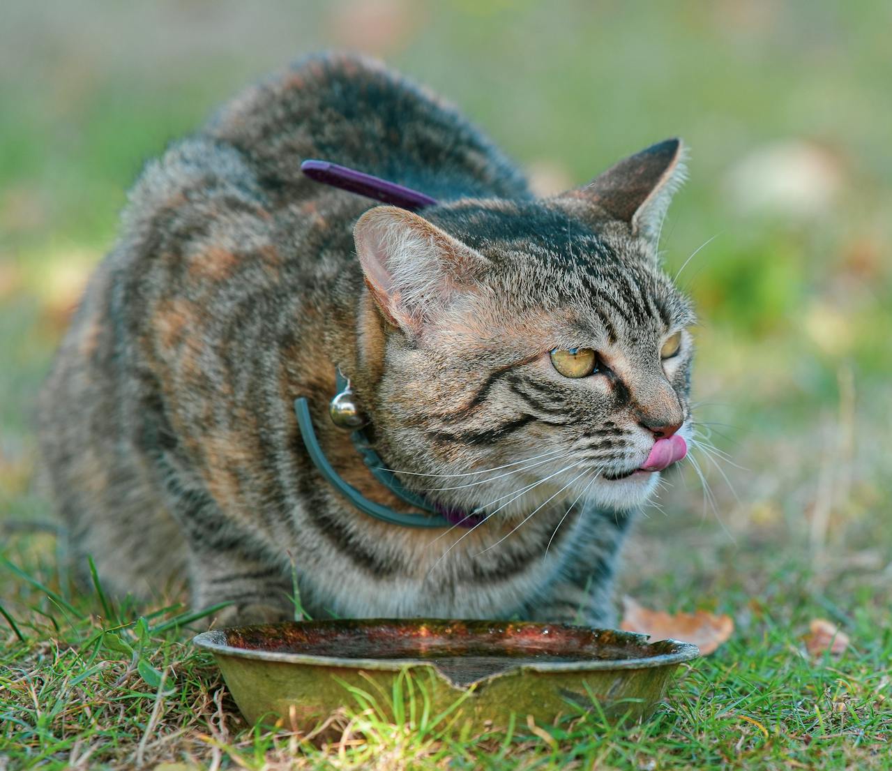 Avantages fontaine à eau pour chat