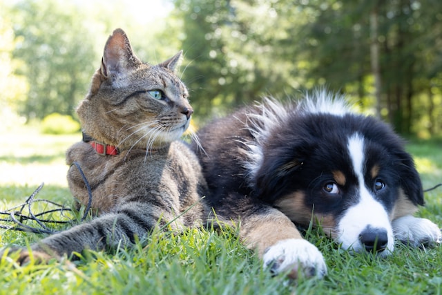 harmonie entre chiens et chats