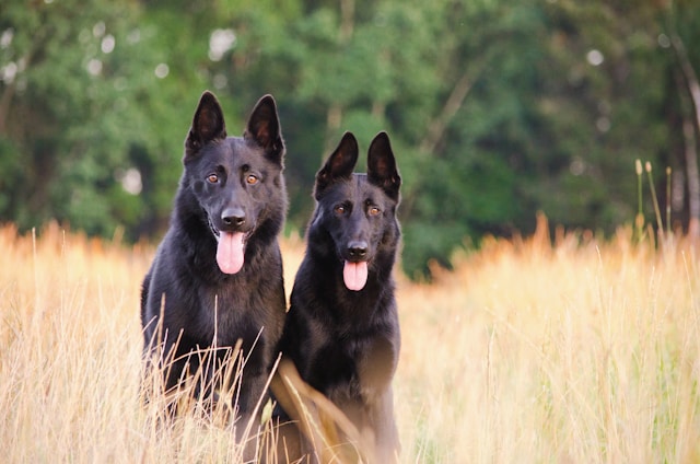 chiens hypoallergéniques