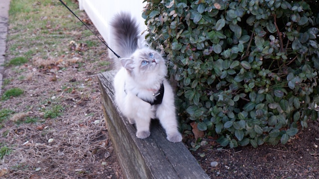 chats hypoallergéniques