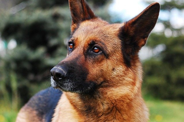 Les chiens de travail