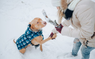 Préparer votre chien à l'arrivée de l'hiver