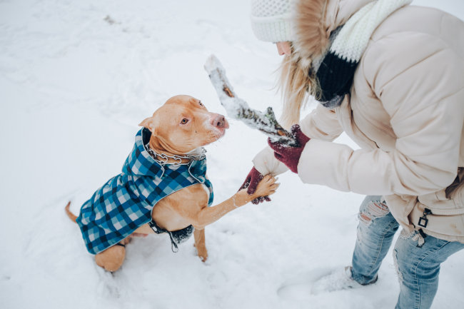 Préparer votre chien à l'arrivée de l'hiver